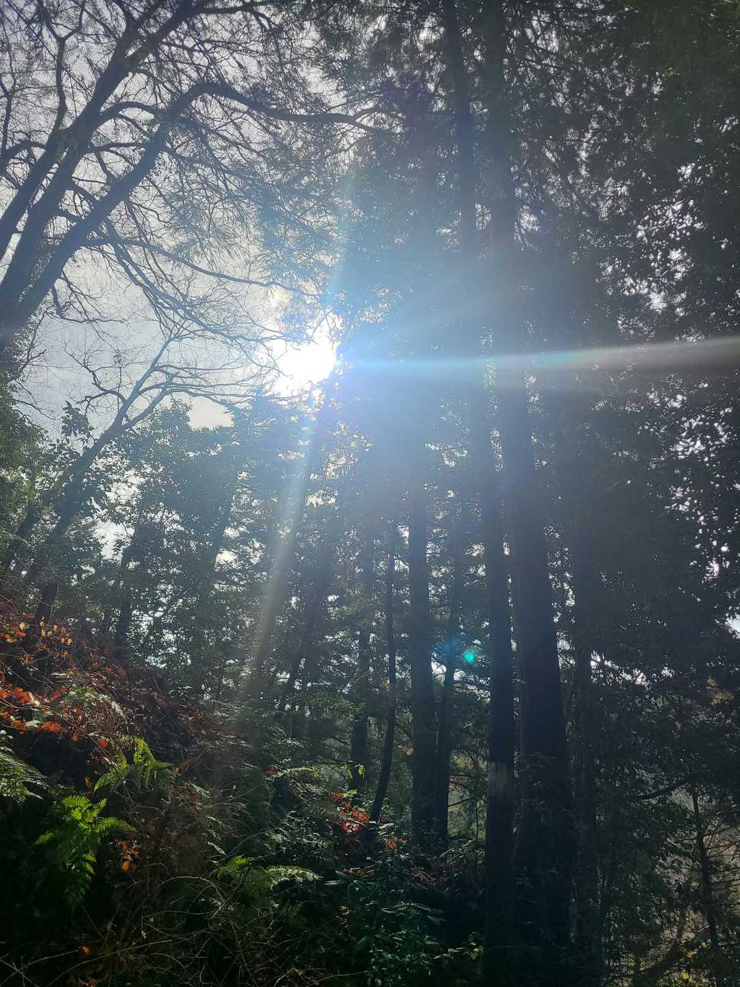 今熊山-独標-刈寄山 周回コースの写真