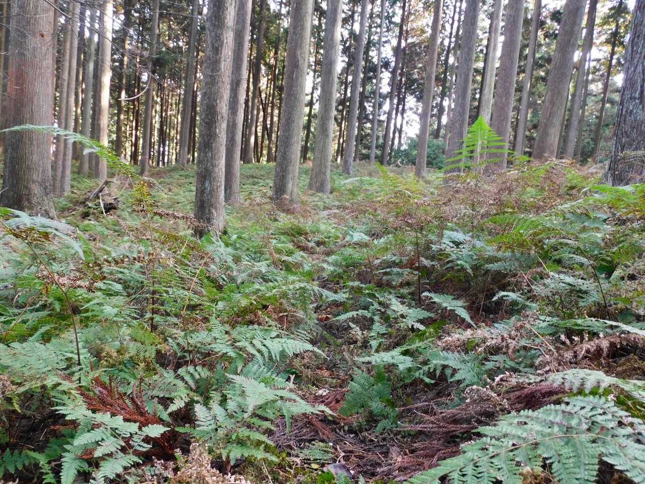 なんとな〜く踏み跡がありました🏃‍♂️