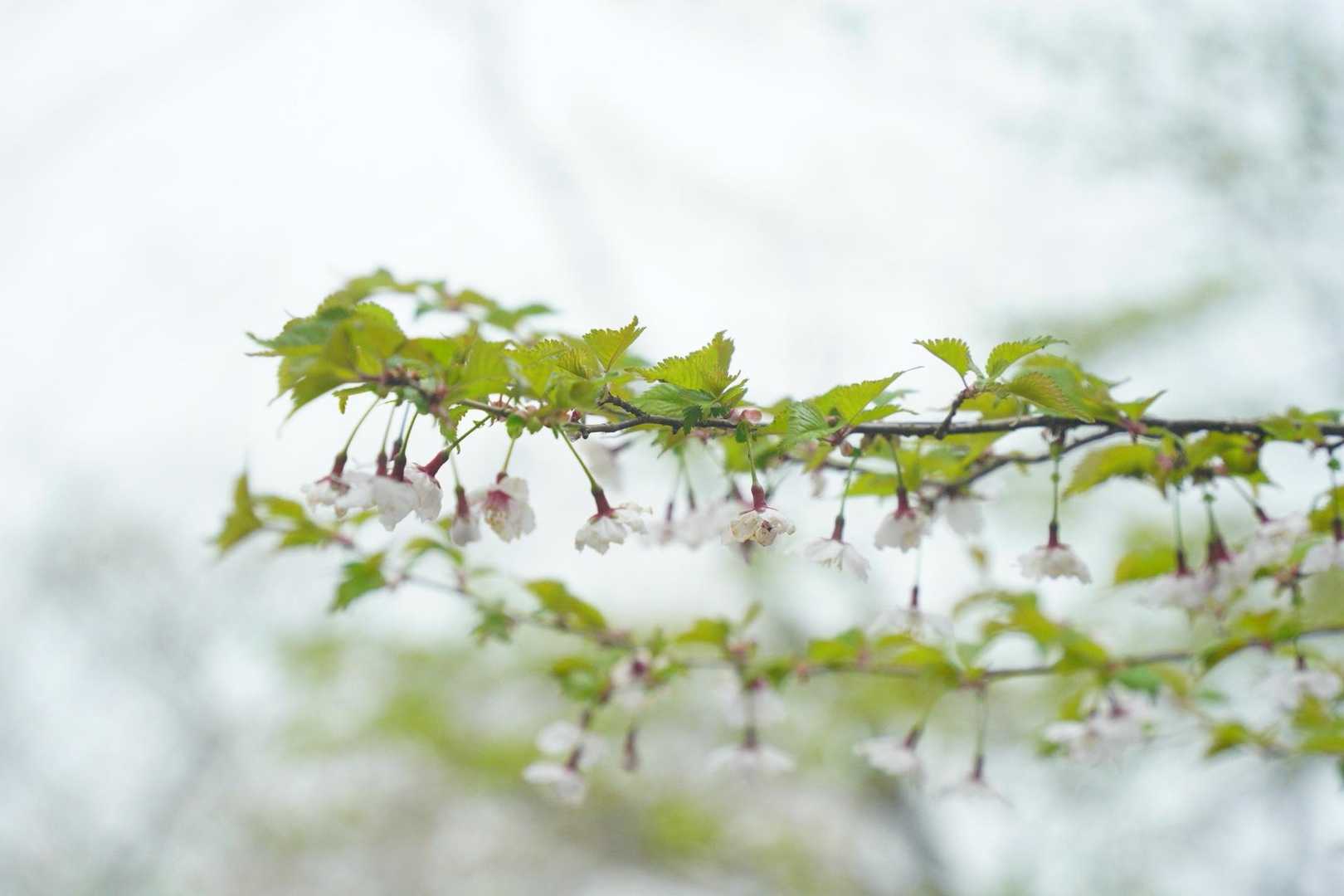 桜は下向きに🌸