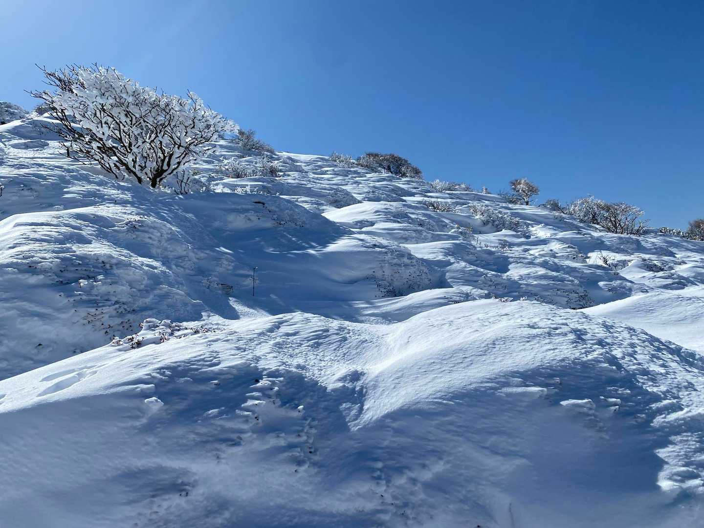 扇ヶ鼻へ向かう斜面。青空と雪に埋もれたミヤマキリシマ