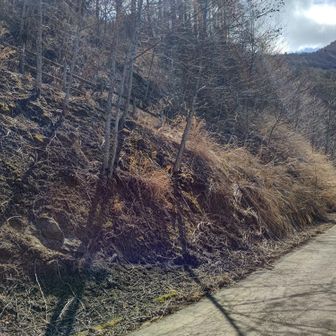 作業林道のY字路を向かって右に回ると直ぐに左に上がる本来の登山道