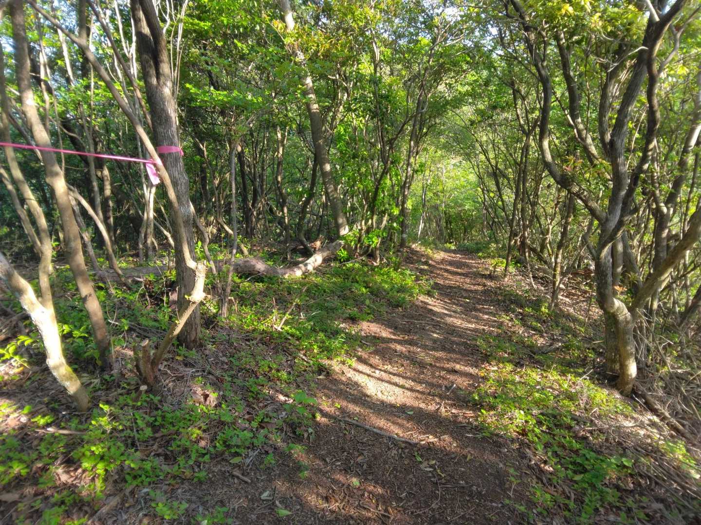 五峰山-角尾山 周回コースの写真