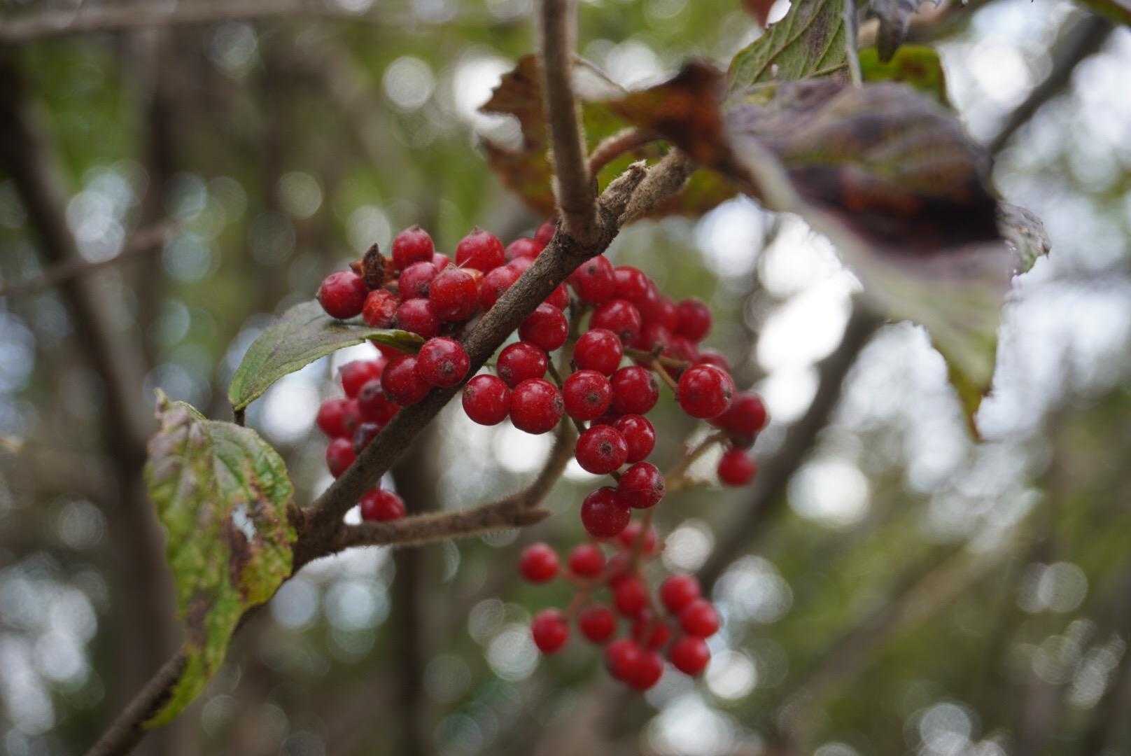 さぁ
下山しよう

🔴の実
