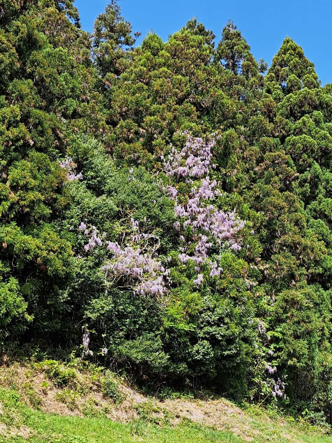 藤の花かな