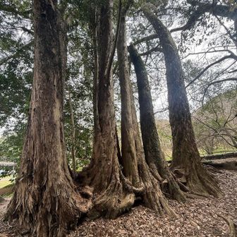 この木よく見たらすごい✨
５本が繋がって一本の木だ🌲