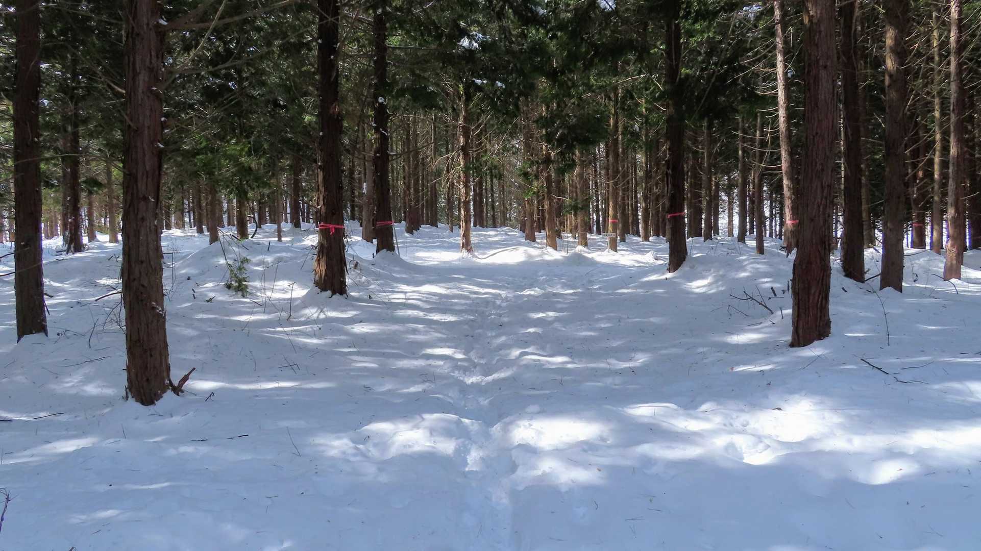 杉林の中も少しずつ積雪が増して