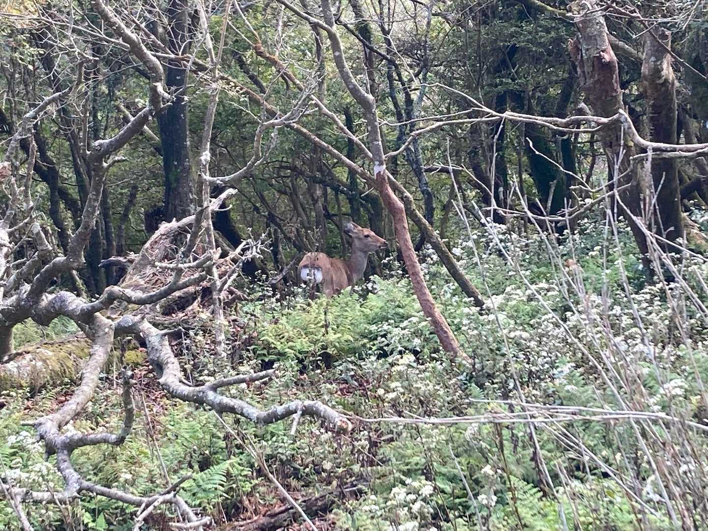 いきなり鹿🦌が現れる