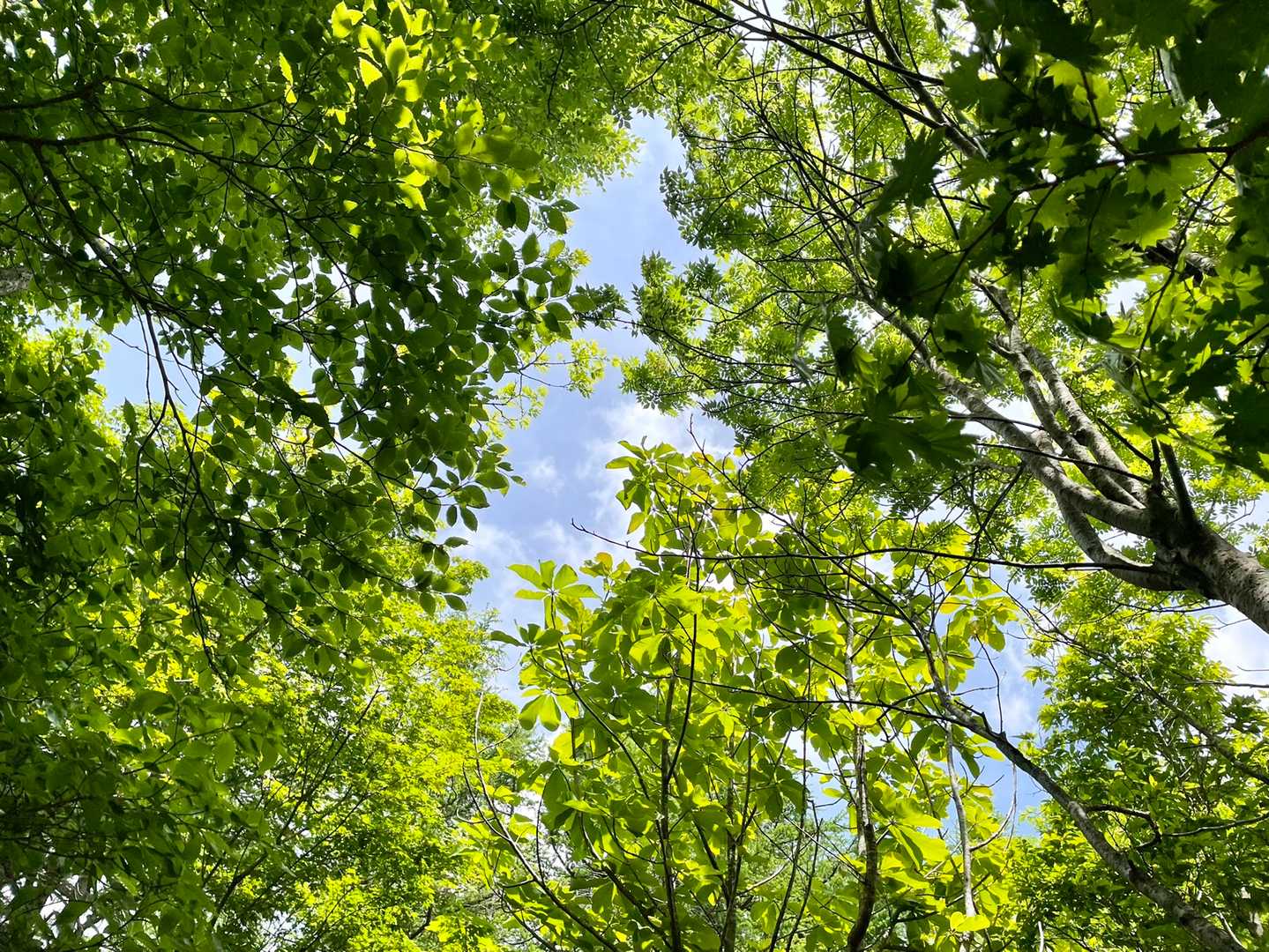新緑から青緑に変わった初夏の葉🌿🌿青空に映える😊