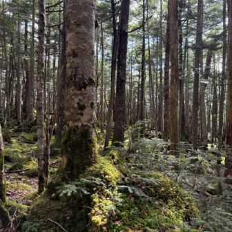 シラビソの根本も苔がびっしり
シラビソの赤ちゃんもすくすく育ってます