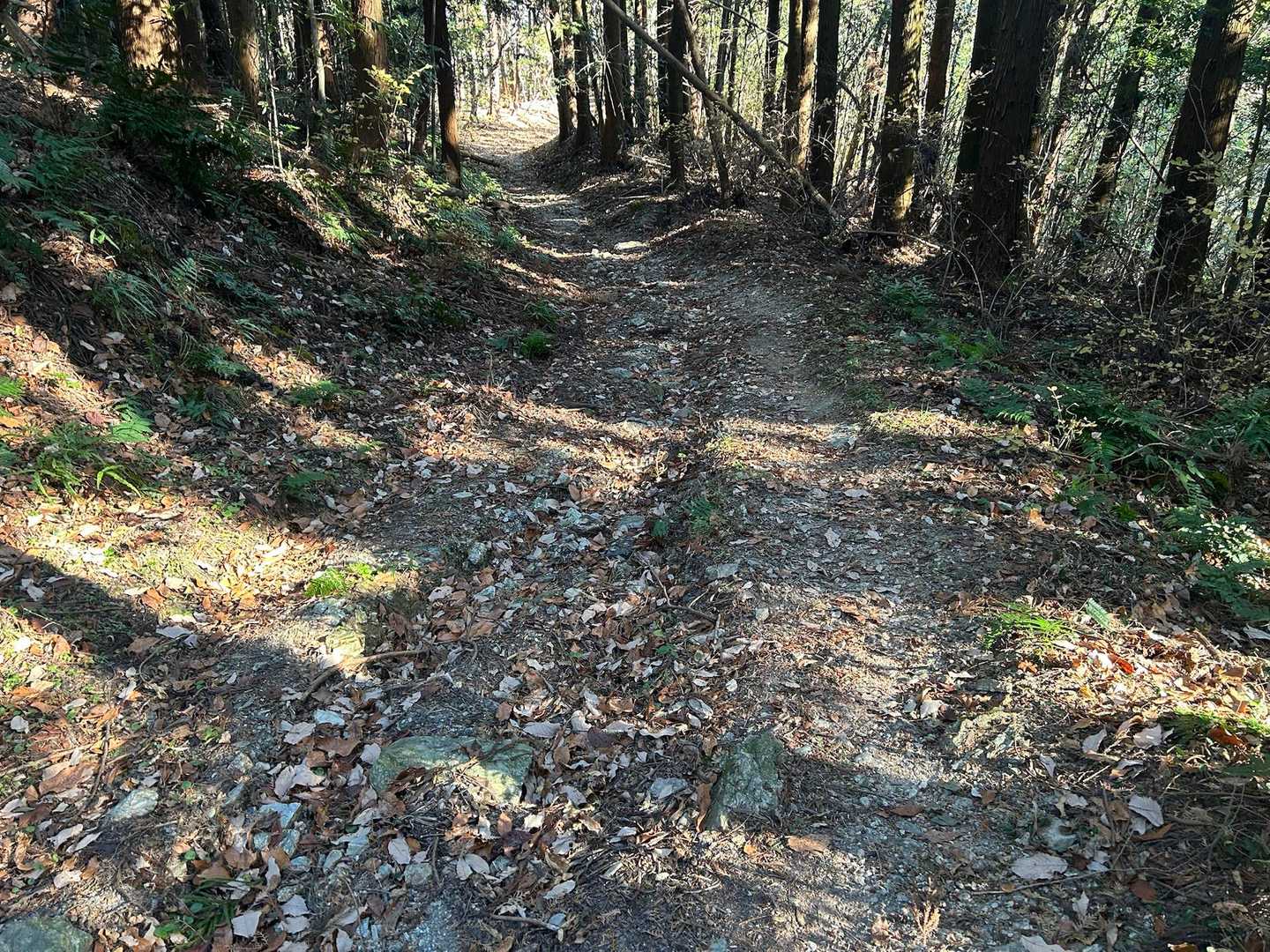 アス道から登山道へ