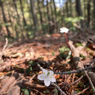 高取山から向山に向かうルート沿いにめっちゃ咲いてました👍