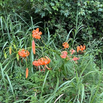 雷山大展望台付近の写真ですが、これはオオキツネノカミソリですか？