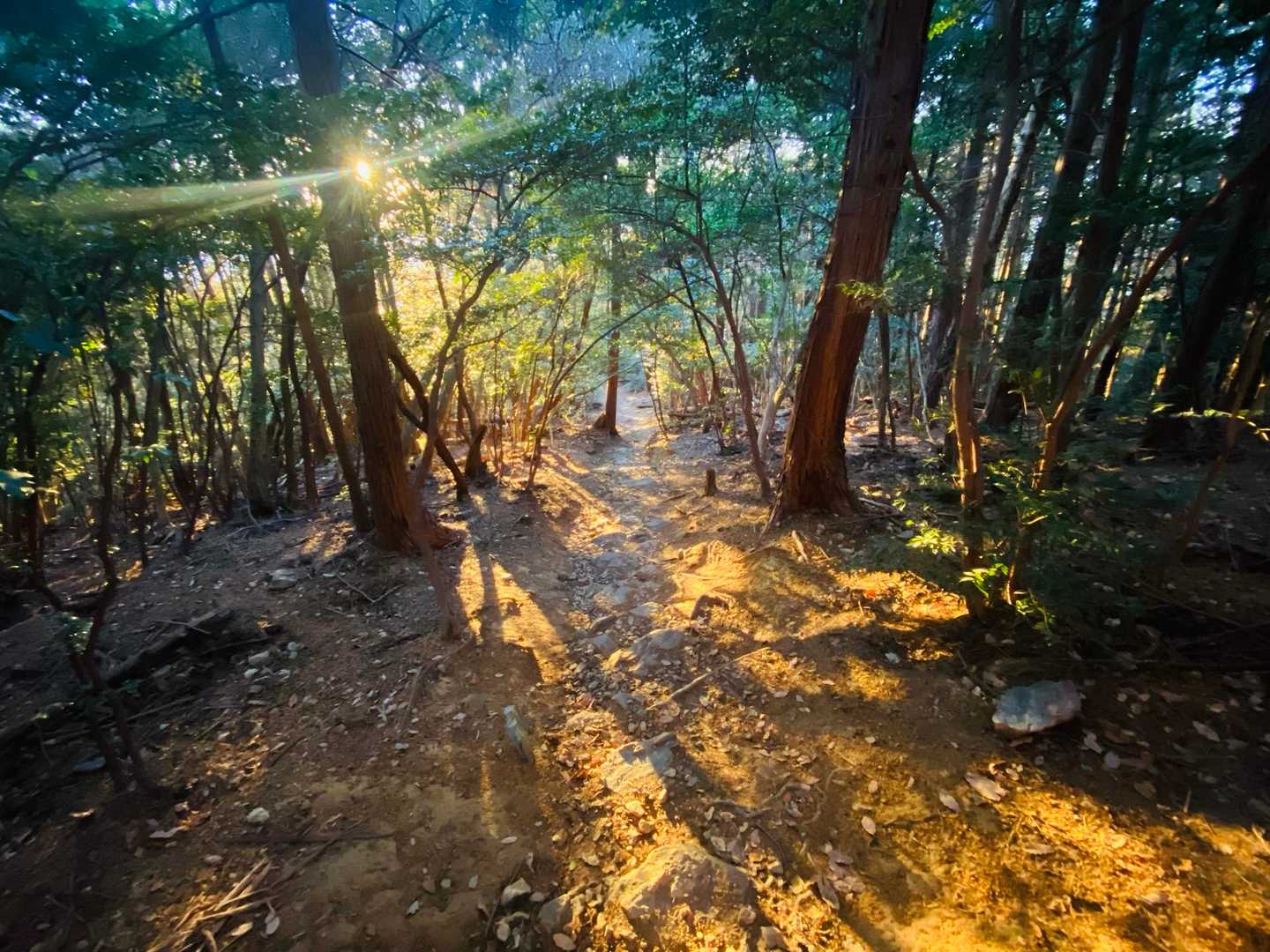 夕方なると表登山道も日が差しこみいい雰囲気です✨