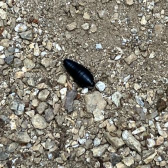 ダンゴムシのデカいやつ🐛
オオヒラタシデムシの幼虫🐛byGーグル