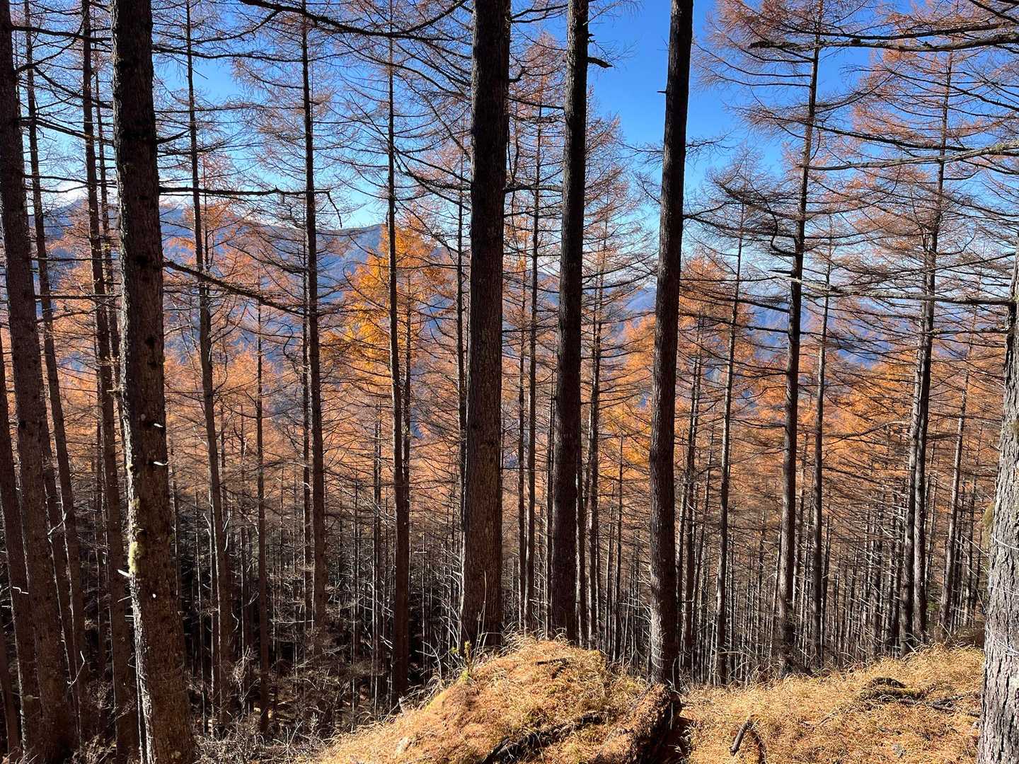 林道の上まで戻ってきた。この辺りのカラマツの紅葉はほぼ終わってます。