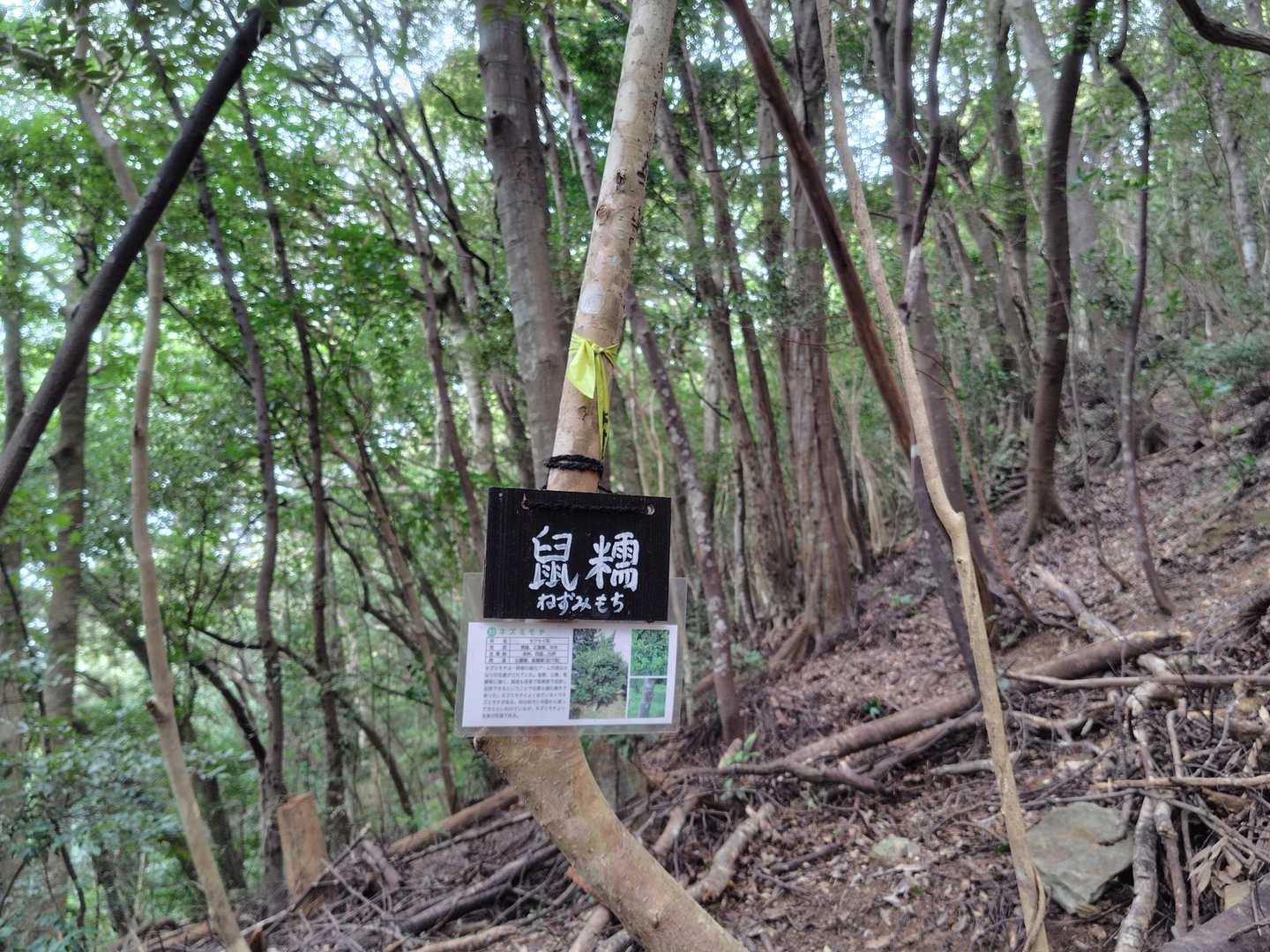 ネズミモチ(鼠黐)
果実がネズミの糞に、葉はモチノキに似ている