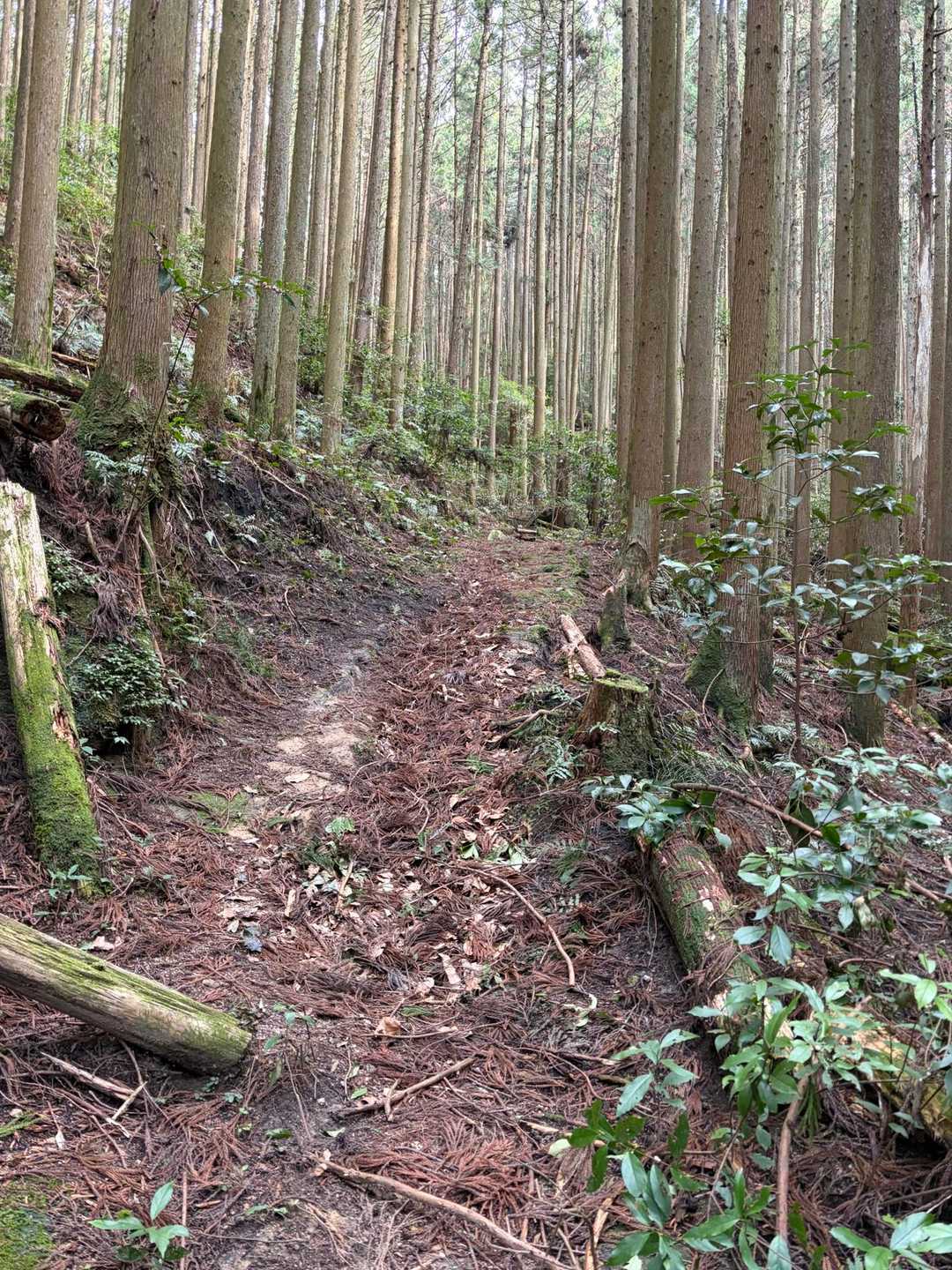 成竹山登山口-成竹山-大丸山-鷲ヶ岳 周回コースの写真