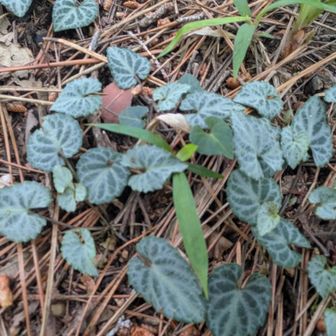 フイリフモトスミレ！(の葉っぱ)
好きな葉っぱ上位！
花が咲いた後、斑が少し薄くなってる？