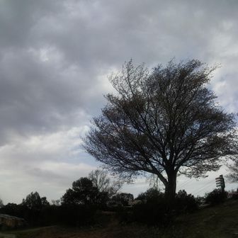 ここの桜は散ってた