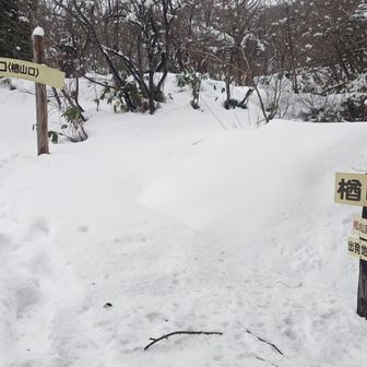 昨日引き返した楢山口