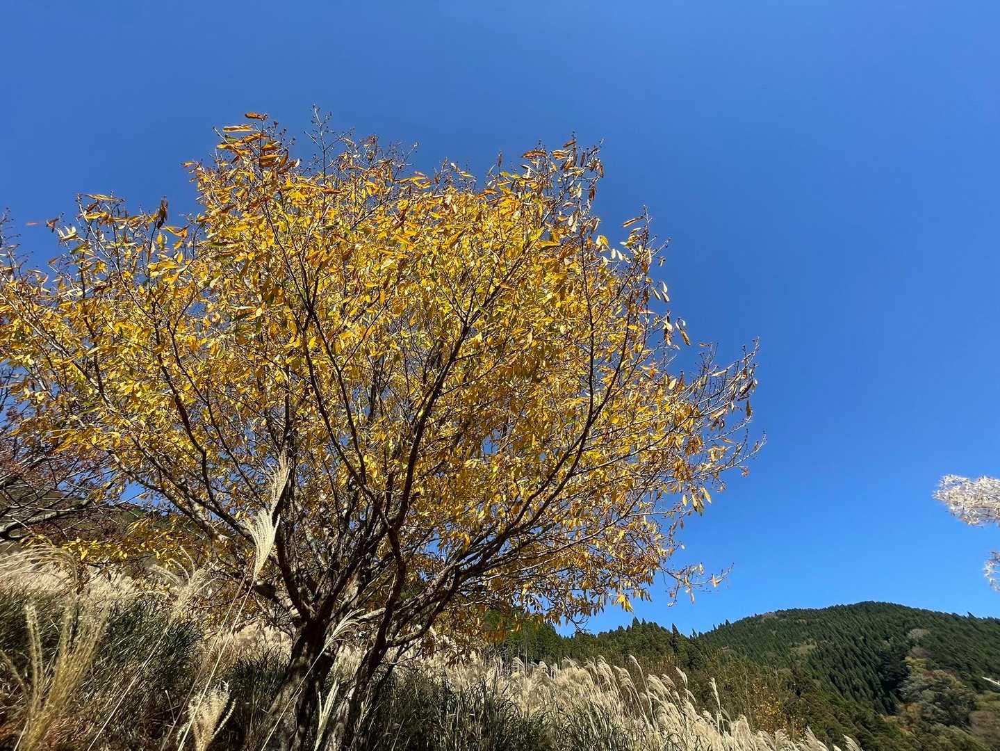 見上げると綺麗な黄色の紅葉🍁

青空と黄色
ウクライナ🇺🇦平和を願う。