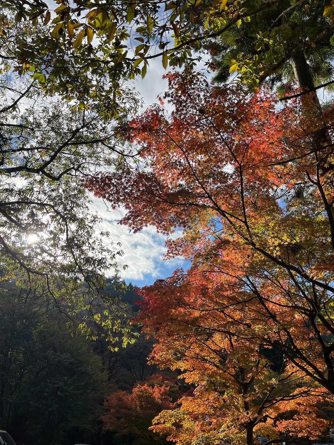 おおー紅い