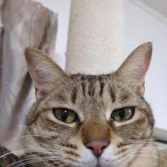 ねこ