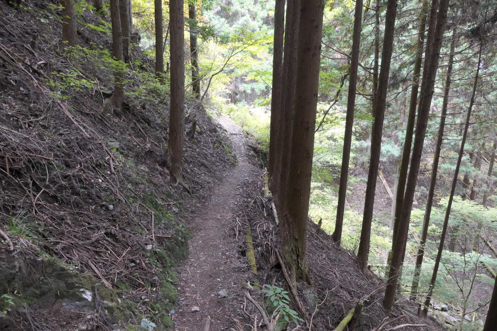 樹林帯を歩きます。