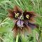 三日月