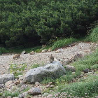 三俣山荘のテン場にも🐦