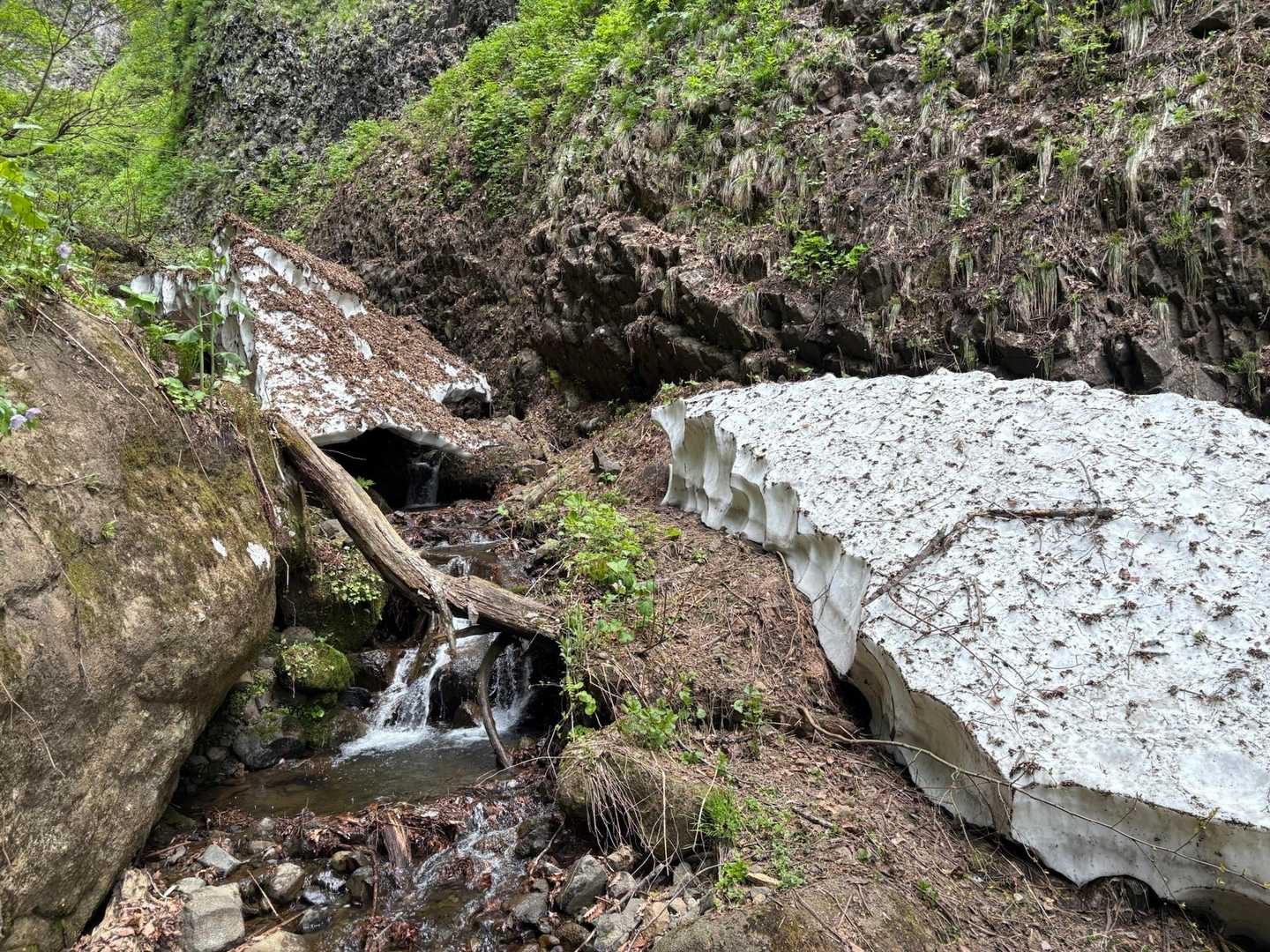 まだ分厚いね