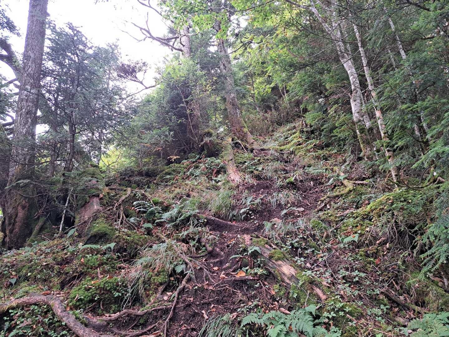 山頂直下
めちゃくちゃ急