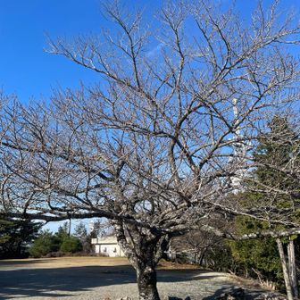 朝熊ヶ岳、今年もありがとう🤗