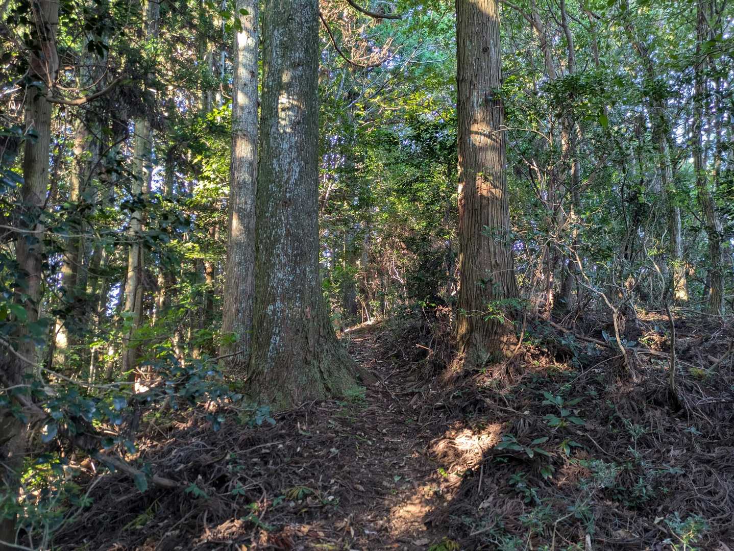 まずは向山を目指して歩く。