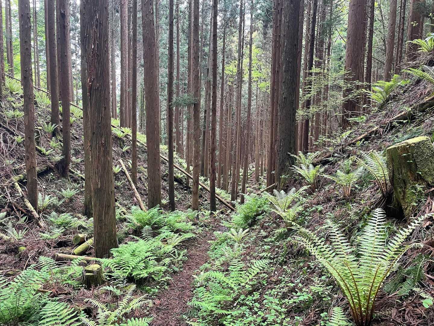 高屹山 往復コースの写真
