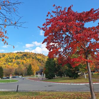 やはりベースの紅葉映えてる