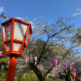 お花見スポット🌸