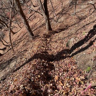 ふかふか落ち葉