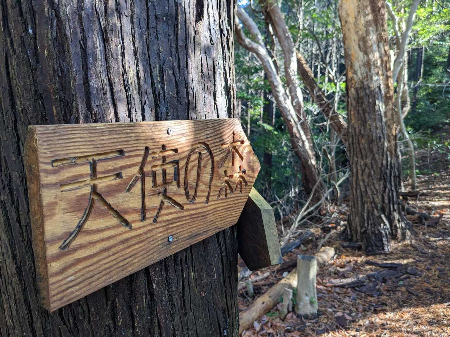 天使の森、人気ですよね🎵