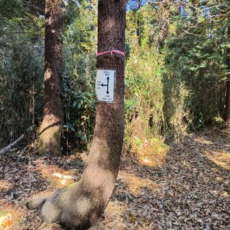 上がって来ました。