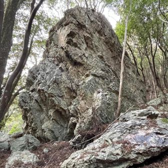 凄く大きい(*´︶`*)ﾉ