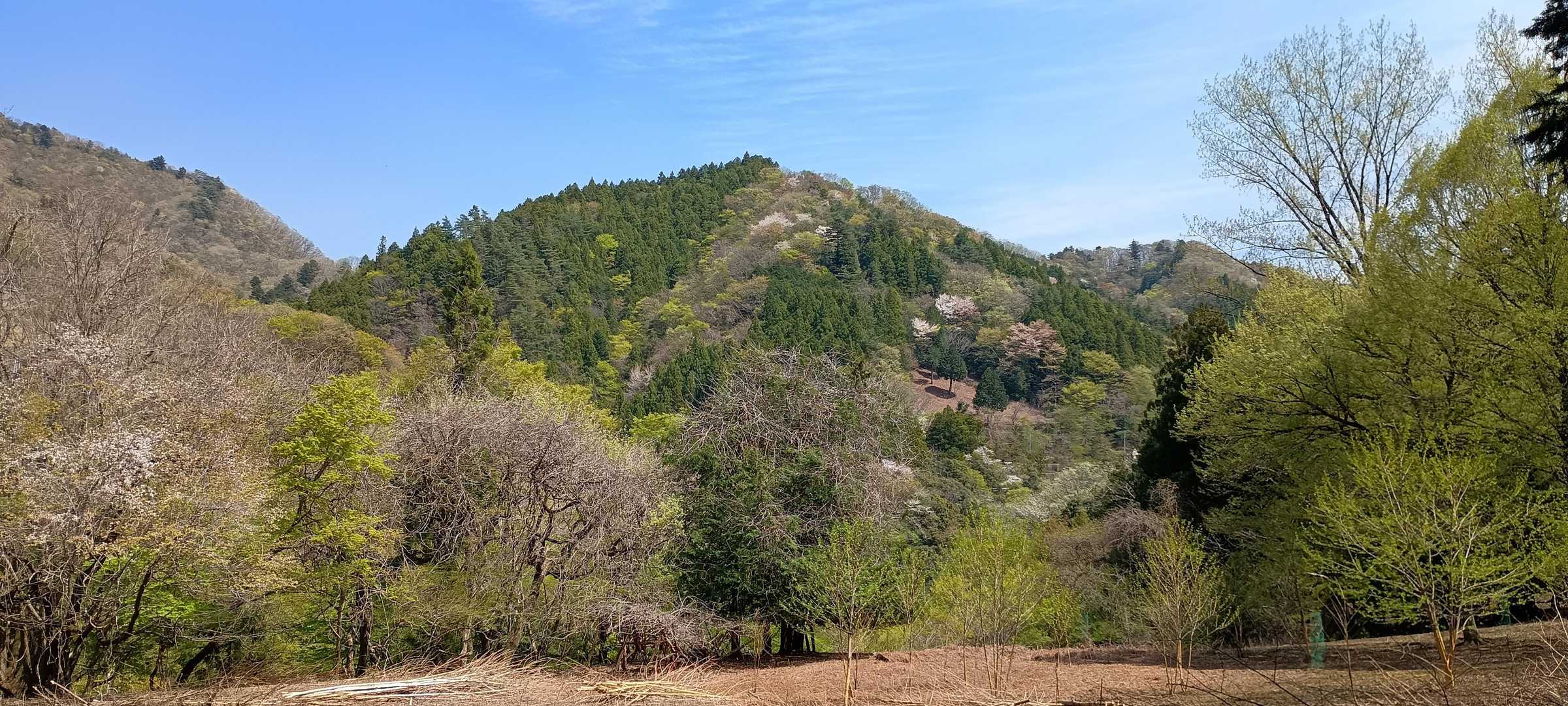 華やかな山桜‼️
大室山登山口から野原吊橋駐車場へ戻る途中の道志道方面の北斜面が華やかだったので、ついパチリ📸

花粉も少なく陽もあって快適な山行でした😊👍