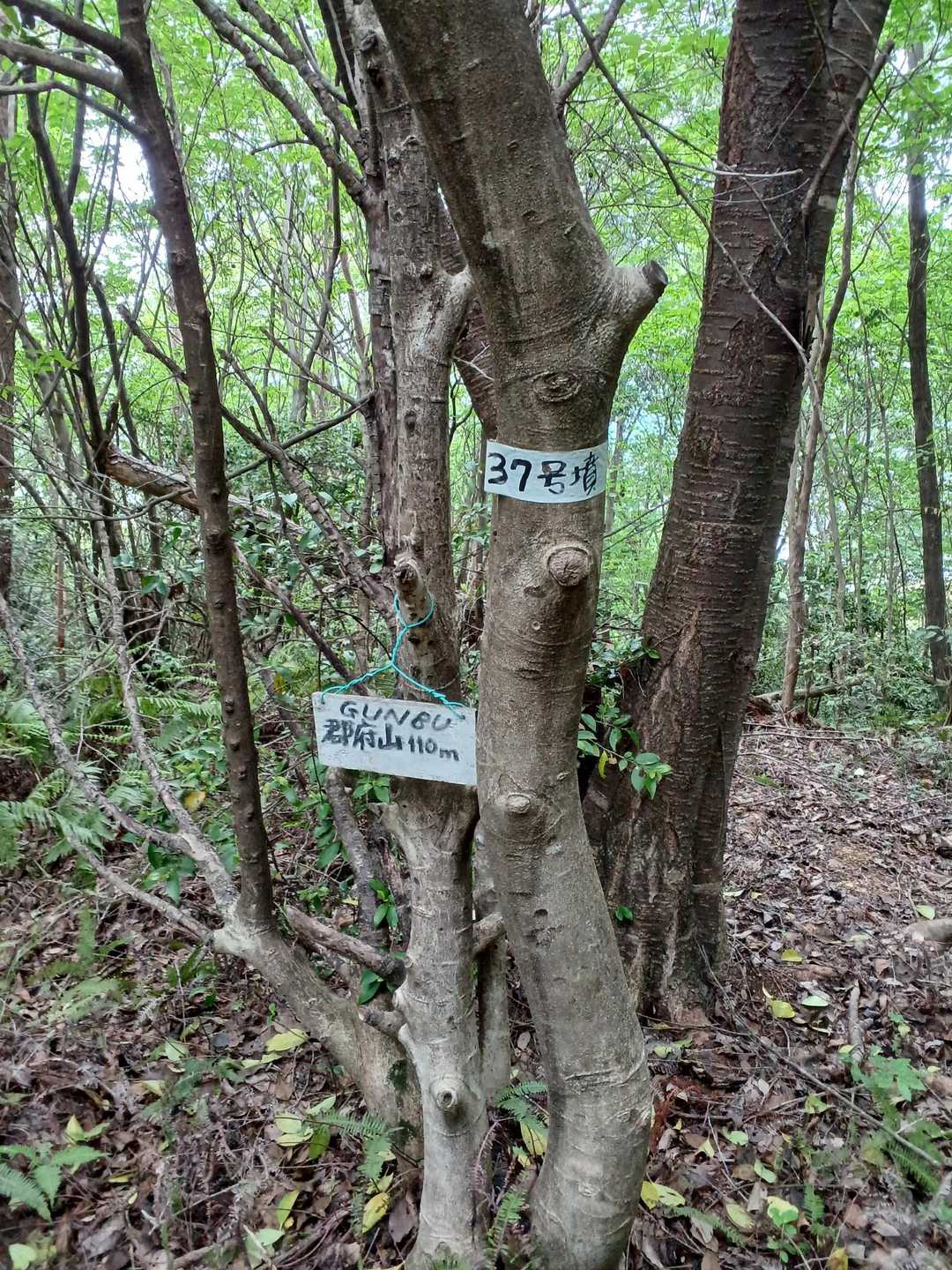 船来山登り口-船来山-郡府山 往復コースの写真