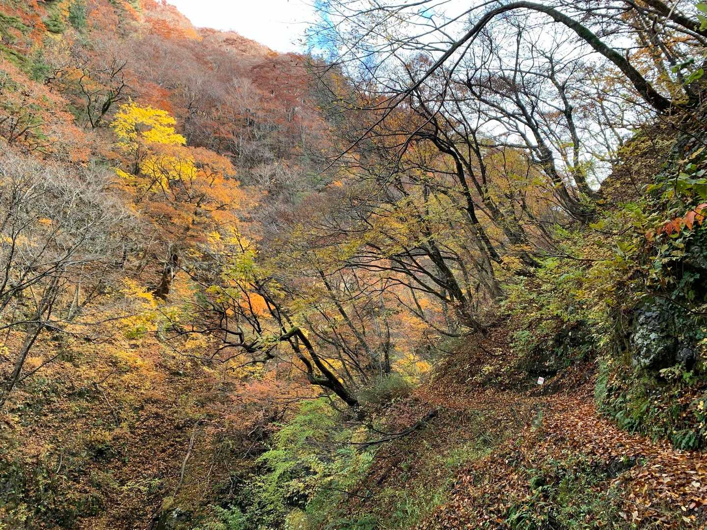 快適な登山道😊😊