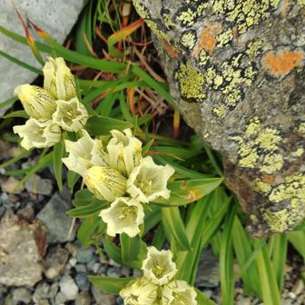 お花達にも励まされます