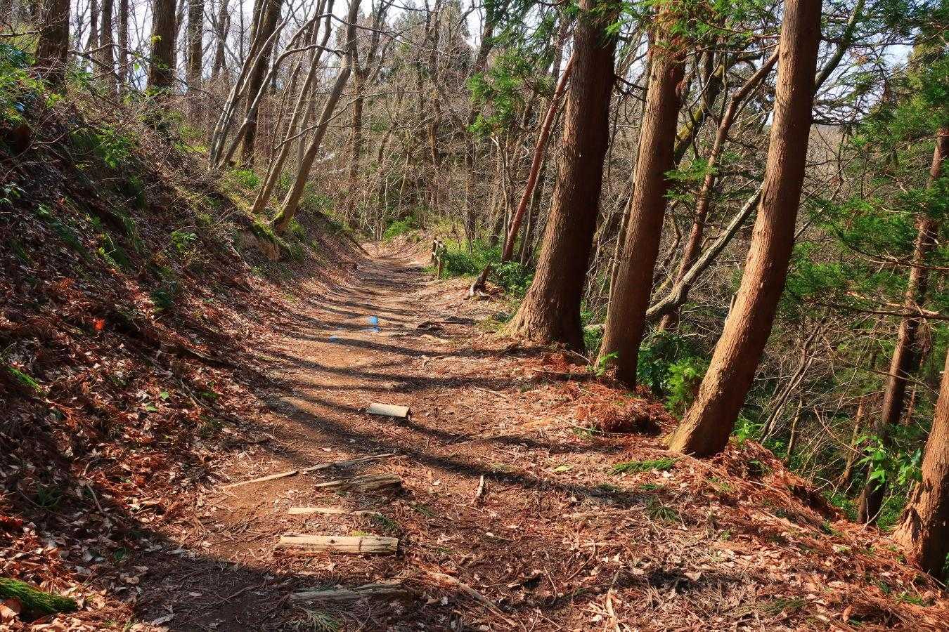 菩提寺山 周回コースの写真