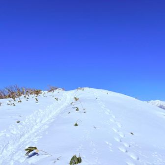 人間トレースが左
🐻トレースが右
リアルでしょう
きっと昨日のかな
