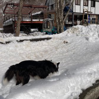 ワンちゃん登場
そこの、お店の子かしら？