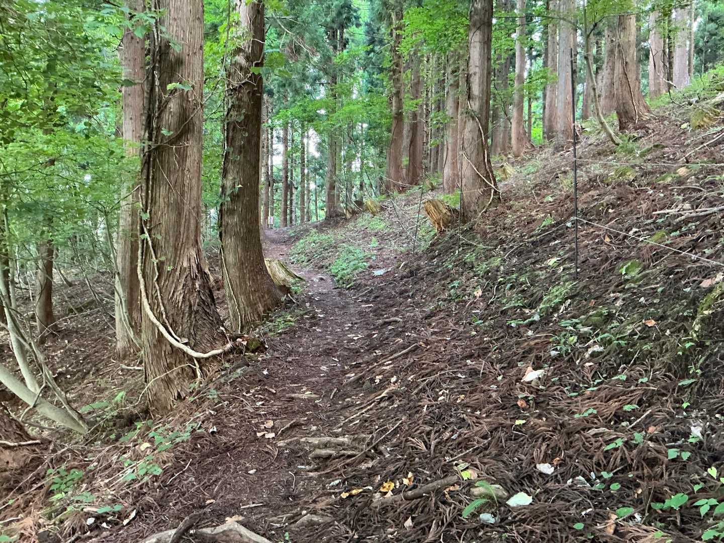 登山口の序盤は歩きやすい。
ずっと続いてくれたらいいなぁ〜