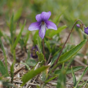 山頂に咲いていた小さなスミレ
ヒメスミレだろうか？